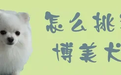 怎么挑选博美犬