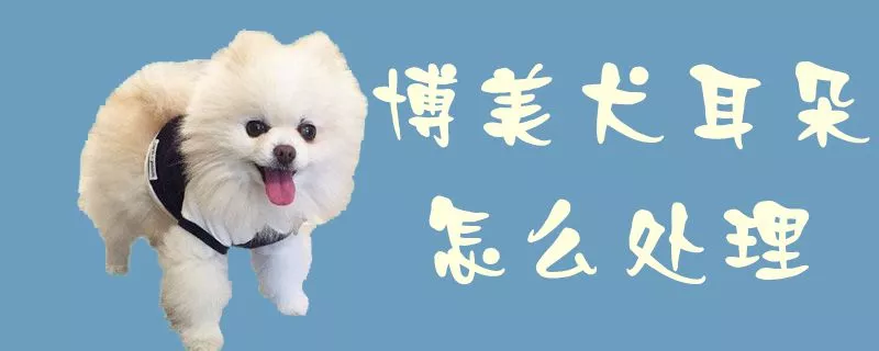 博美犬耳朵怎么处理1