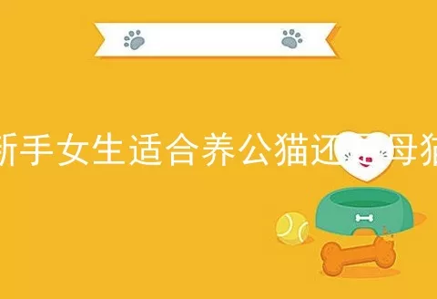 新手女生适合养公猫还是母猫