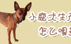 小鹿犬生产后怎么喂养