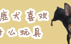 小鹿犬喜欢什么玩具