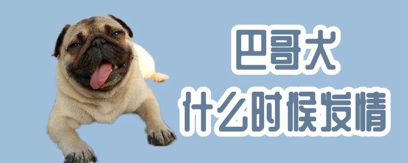 巴哥犬什么时候发情