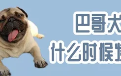 巴哥犬什么时候发情