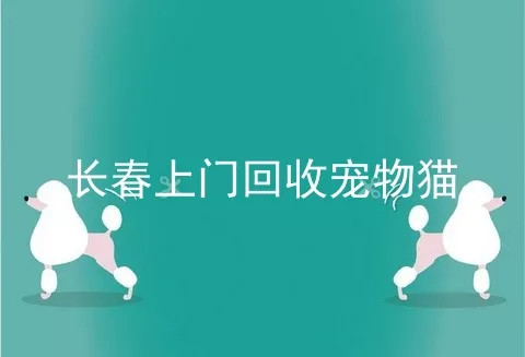 长春上门回收宠物猫