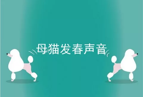 母猫发春声音