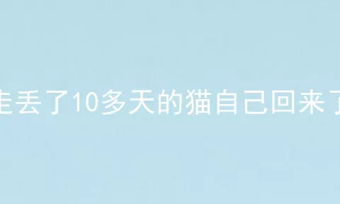 走丢了10多天的猫自己回来了