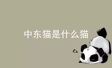 中东猫是什么猫