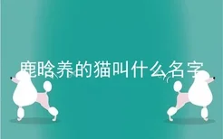 鹿晗养的猫叫什么名字