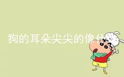 狗的耳朵尖尖的像什么