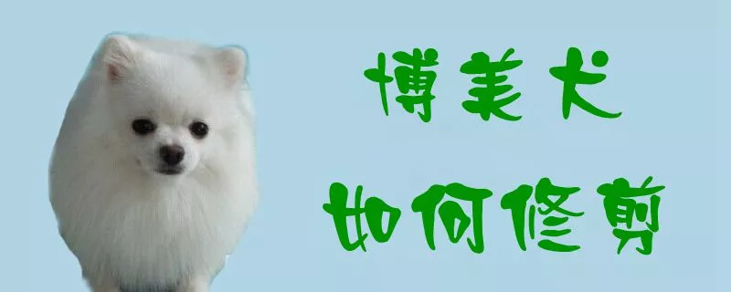 博美犬如何修剪1