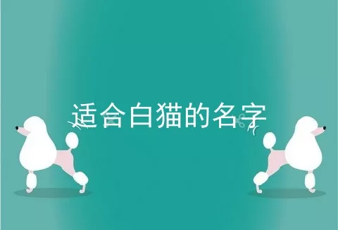 适合白猫的名字