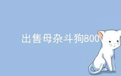 出售母杂斗狗800