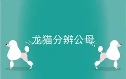 龙猫分辨公母