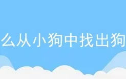 怎么从小狗中找出狗王