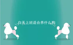 白天上班适合养什么狗