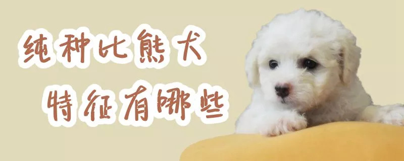 纯种比熊犬特征有哪些