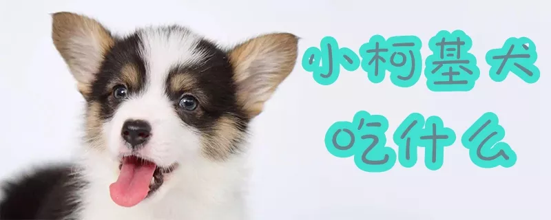 小柯基犬吃什么1