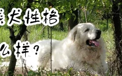 白熊犬性格怎么样