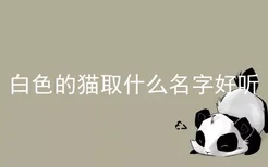 白色的猫取什么名字好听