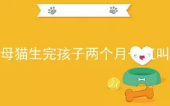 母猫生完孩子两个月一直叫