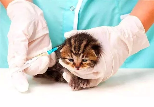 猫不打疫苗会怎么样(家养猫不打疫苗会怎么样)