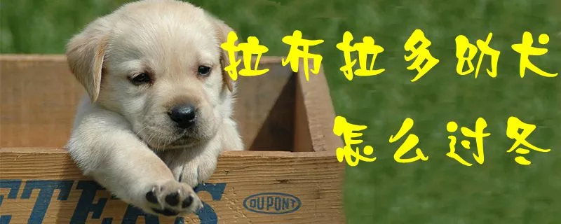 拉布拉多幼犬怎么过冬1