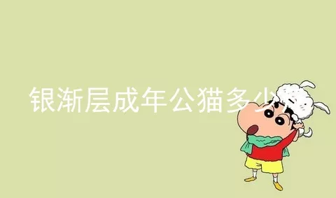 银渐层成年公猫多少斤