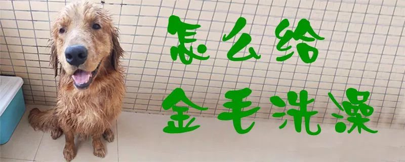 怎么给金毛洗澡1