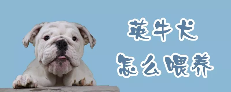 英牛犬怎么喂养