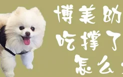 博美幼犬吃撑了怎么办