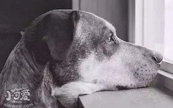 什么样的狗狗容易患抑郁症 你知道吗？