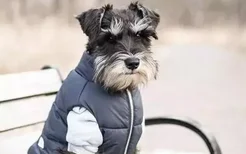 雪纳瑞服从性差 那是你没有主人的权威