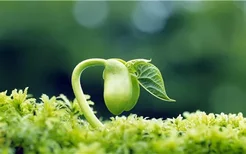 菊花茶饮料哪个牌子好