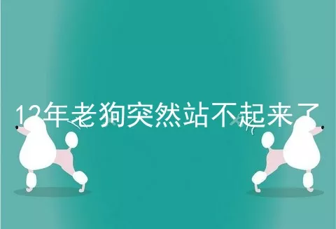 12年老狗突然站不起来了