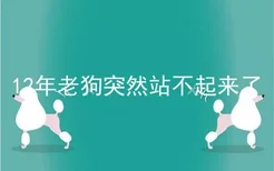 12年老狗突然站不起来了