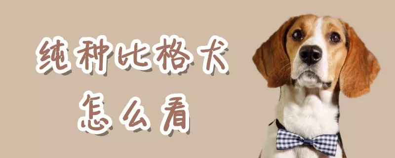 纯种比格犬怎么看