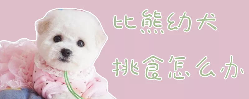 比熊幼犬挑食怎么办