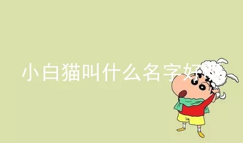 小白猫叫什么名字好听