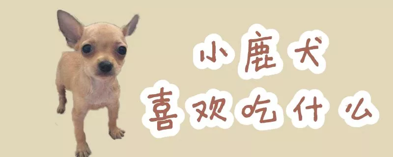 小鹿犬喜欢吃什么