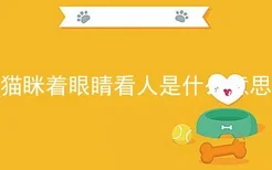 猫眯着眼睛看人是什么意思