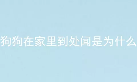 狗狗在家里到处闻是为什么