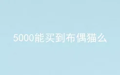 5000能买到布偶猫么