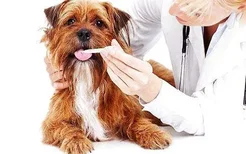 狗狗子宫蓄脓吃什么药 这么严重的病想吃药就治好?