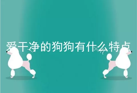 爱干净的狗狗有什么特点