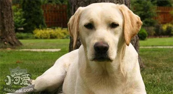 拉布拉多的五种性格类型 你家狗狗属于哪一种呢