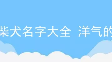 柴犬名字大全洋气的