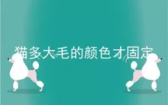 猫多大毛的颜色才固定