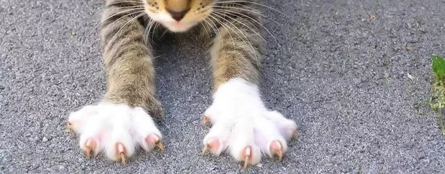 猫的爪子(猫的爪子有几个指头)