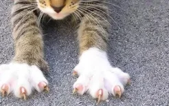 猫的爪子(猫的爪子有几个指头)