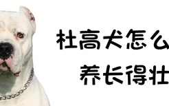 杜高犬怎么喂养长得壮